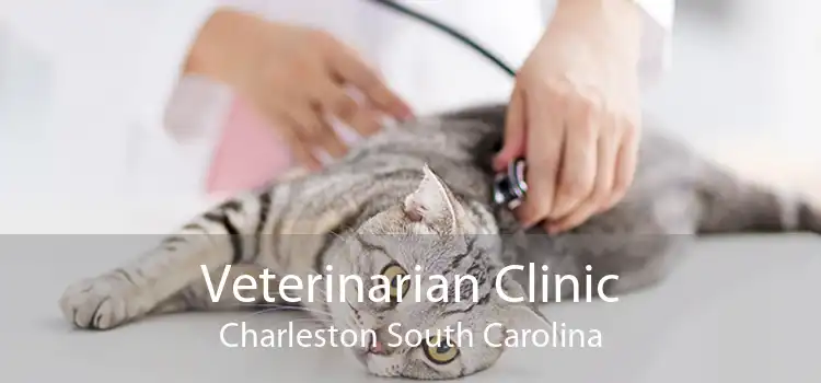Veterinarian Clinic Charleston South Carolina