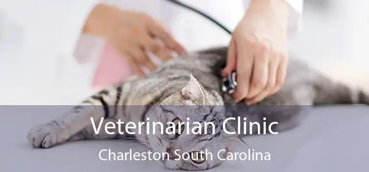 Veterinarian Clinic Charleston South Carolina