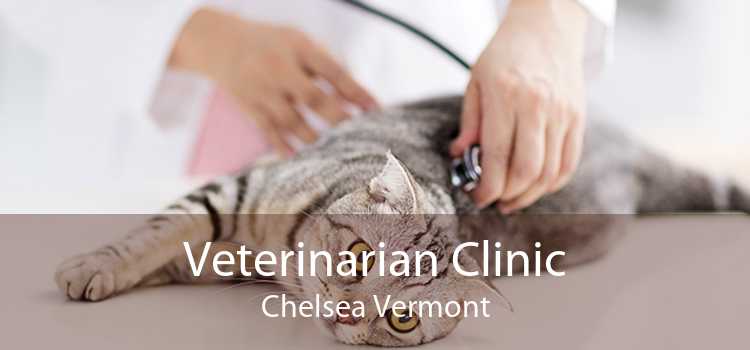 Veterinarian Clinic Chelsea Vermont