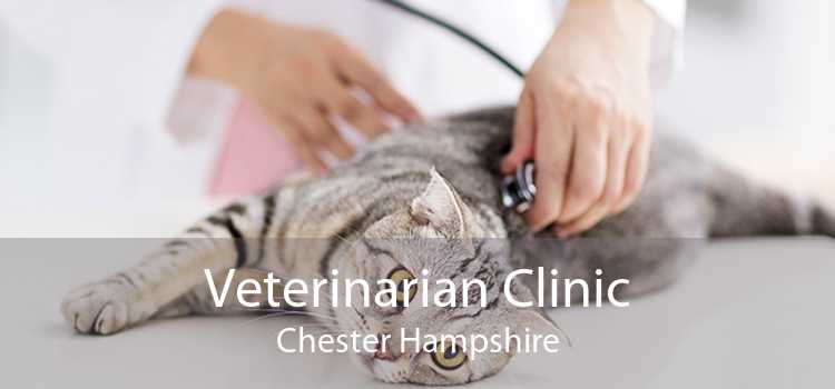 Veterinarian Clinic Chester Hampshire
