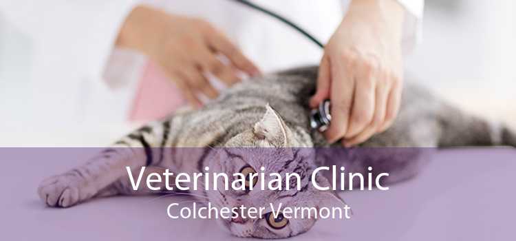 Veterinarian Clinic Colchester Vermont