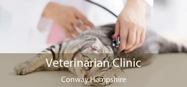 Veterinarian Clinic Conway Hampshire