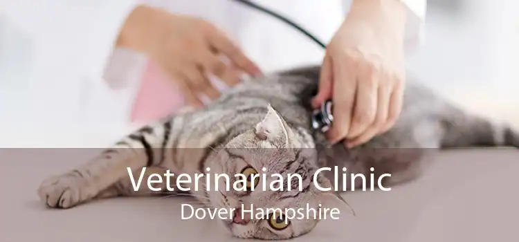 Veterinarian Clinic Dover Hampshire