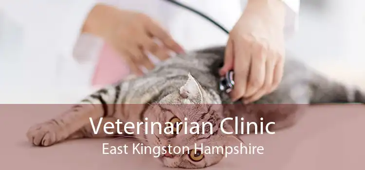 Veterinarian Clinic East Kingston Hampshire