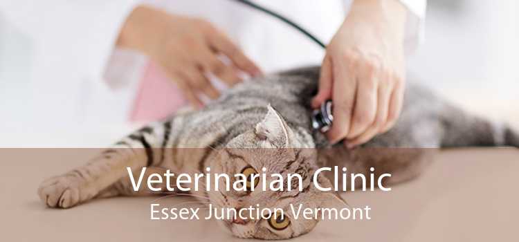 Veterinarian Clinic Essex Junction Vermont