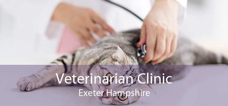 Veterinarian Clinic Exeter Hampshire