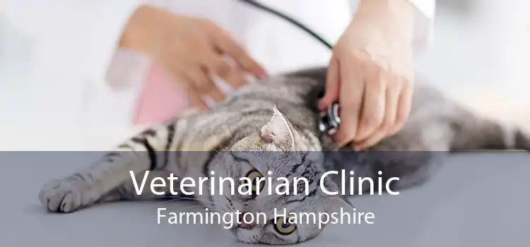 Veterinarian Clinic Farmington Hampshire