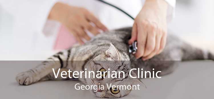 Veterinarian Clinic Georgia Vermont