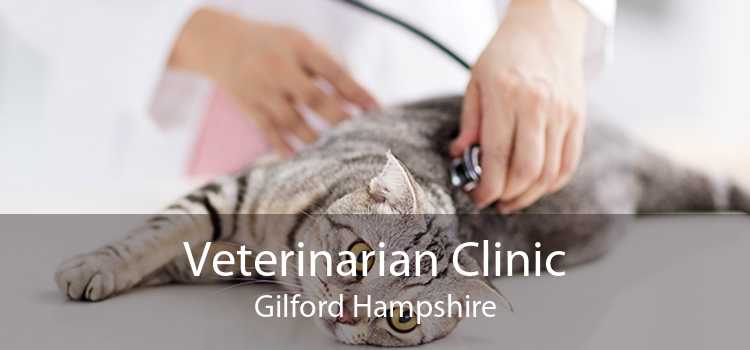 Veterinarian Clinic Gilford Hampshire