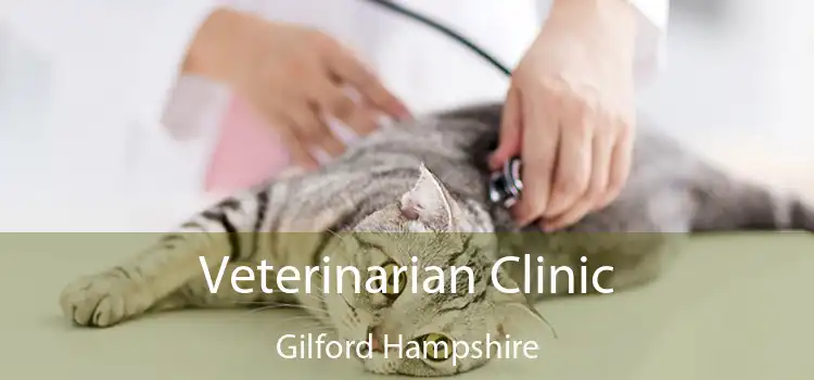 Veterinarian Clinic Gilford Hampshire