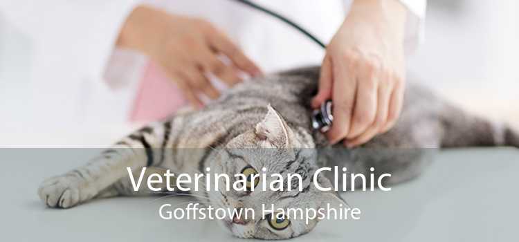 Veterinarian Clinic Goffstown Hampshire