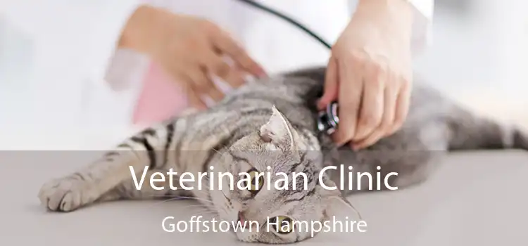 Veterinarian Clinic Goffstown Hampshire