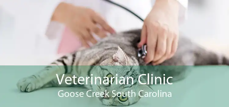 Veterinarian Clinic Goose Creek South Carolina