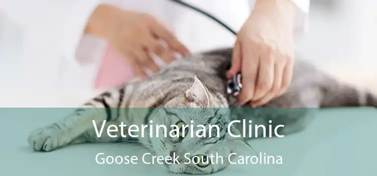 Veterinarian Clinic Goose Creek South Carolina