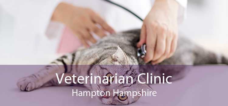 Veterinarian Clinic Hampton Hampshire