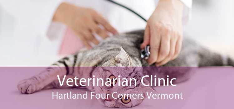 Veterinarian Clinic Hartland Four Corners Vermont