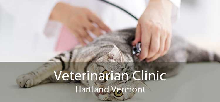 Veterinarian Clinic Hartland Vermont