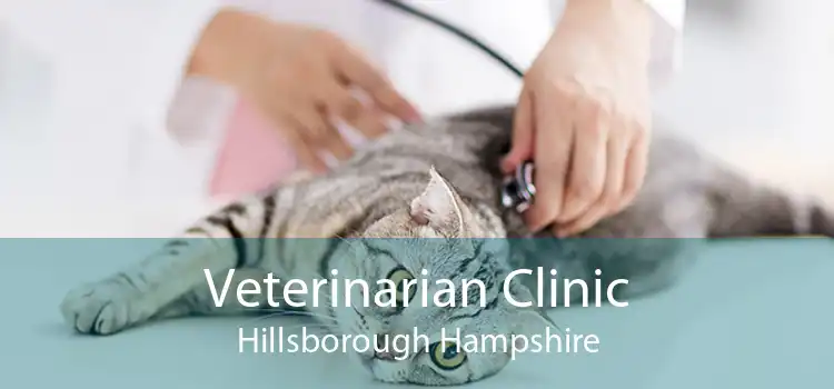 Veterinarian Clinic Hillsborough Hampshire