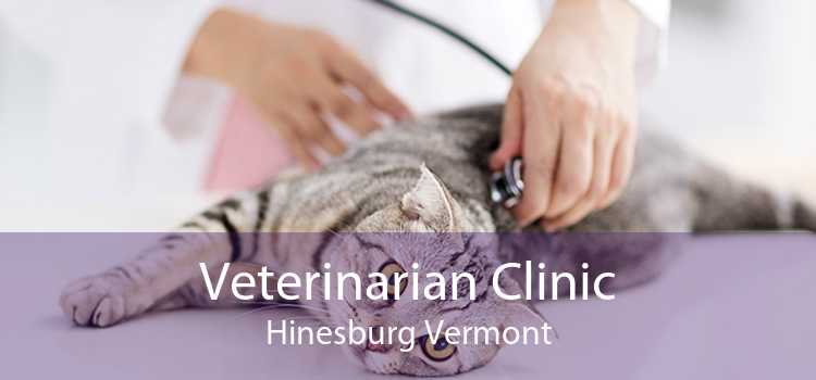 Veterinarian Clinic Hinesburg Vermont