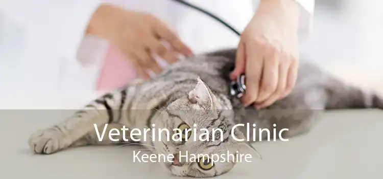 Veterinarian Clinic Keene Hampshire