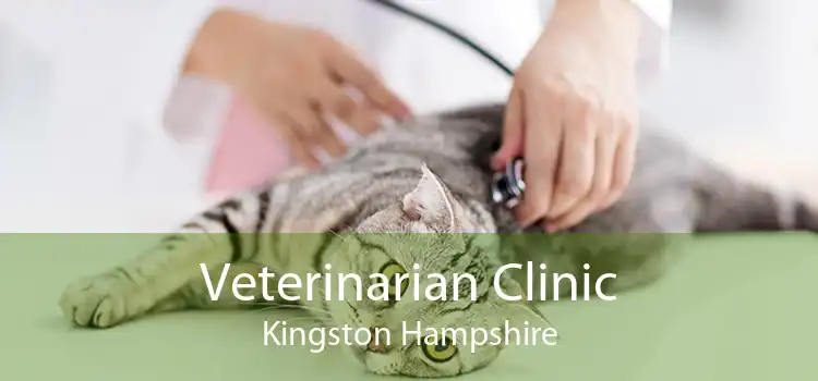 Veterinarian Clinic Kingston Hampshire