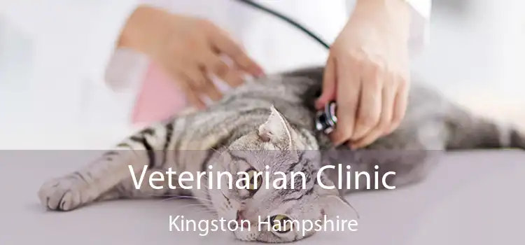 Veterinarian Clinic Kingston Hampshire