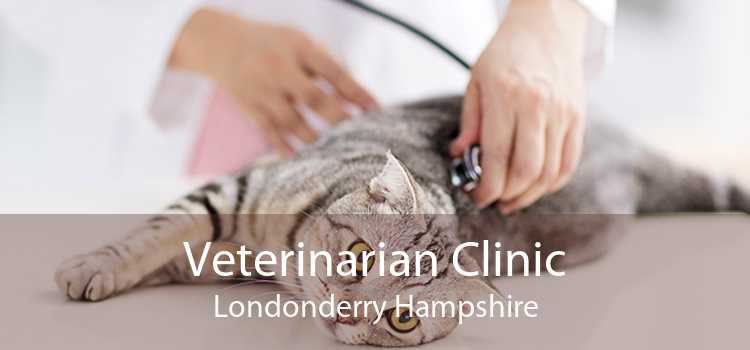 Veterinarian Clinic Londonderry Hampshire