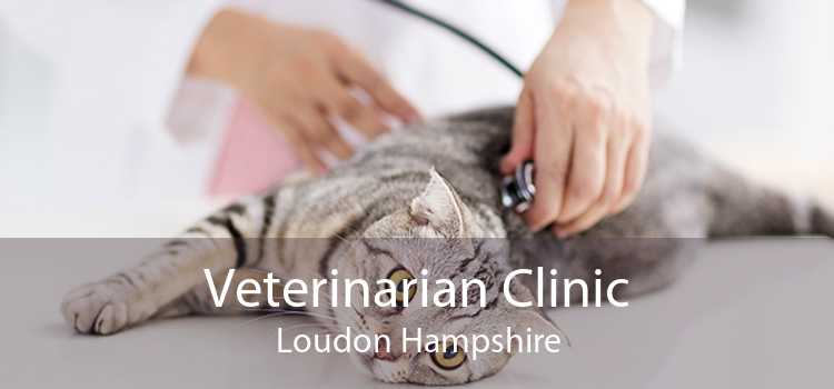 Veterinarian Clinic Loudon Hampshire
