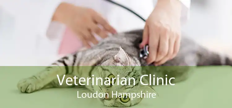 Veterinarian Clinic Loudon Hampshire