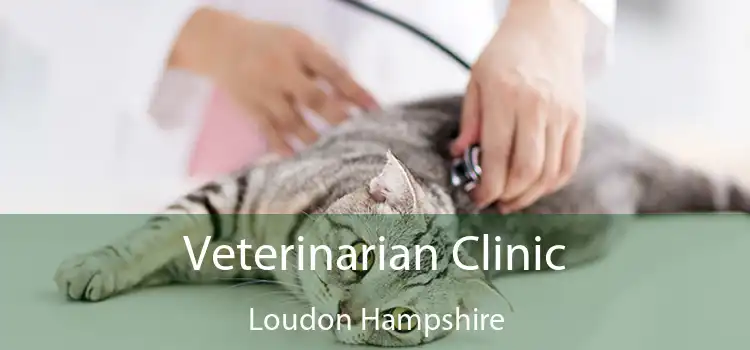 Veterinarian Clinic Loudon Hampshire