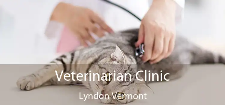 Veterinarian Clinic Lyndon Vermont