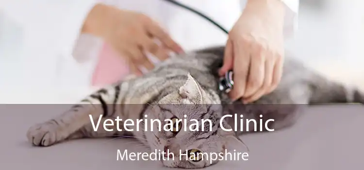 Veterinarian Clinic Meredith Hampshire