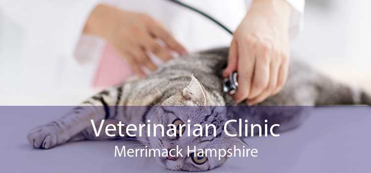 Veterinarian Clinic Merrimack Hampshire