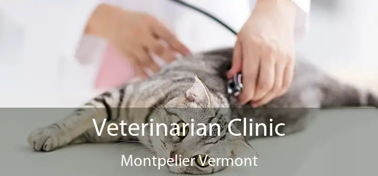 Veterinarian Clinic Montpelier Vermont