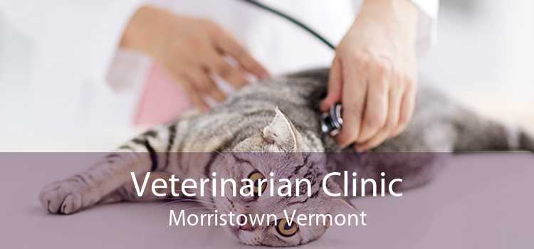 Veterinarian Clinic Morristown Vermont