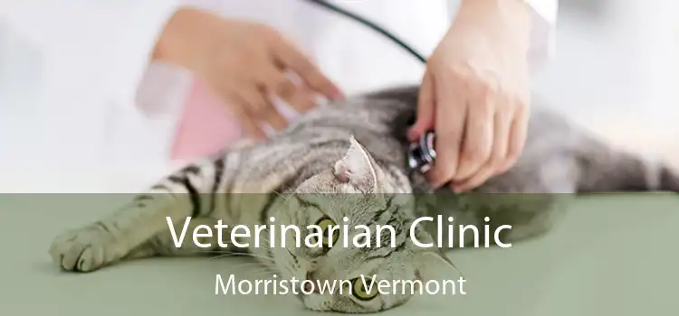 Veterinarian Clinic Morristown Vermont