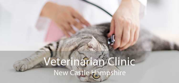 Veterinarian Clinic New Castle Hampshire