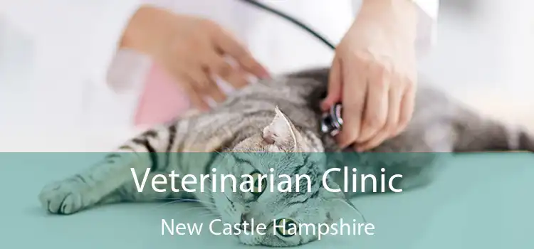 Veterinarian Clinic New Castle Hampshire