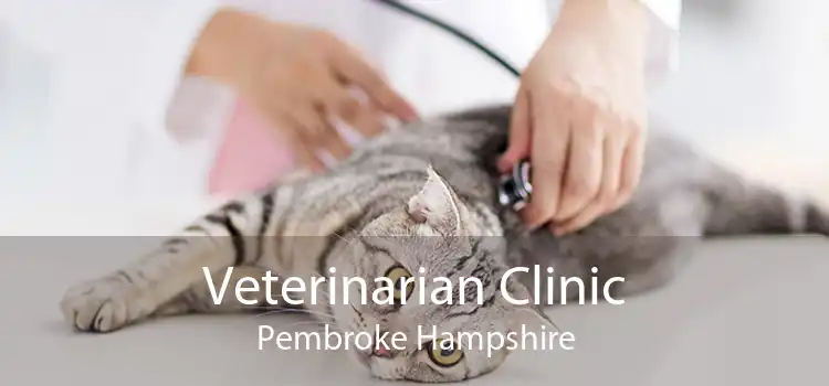 Veterinarian Clinic Pembroke Hampshire