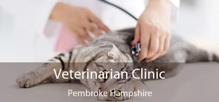 Veterinarian Clinic Pembroke Hampshire