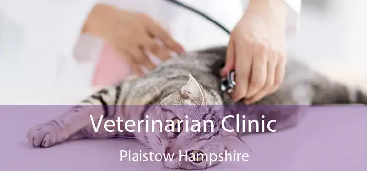 Veterinarian Clinic Plaistow Hampshire