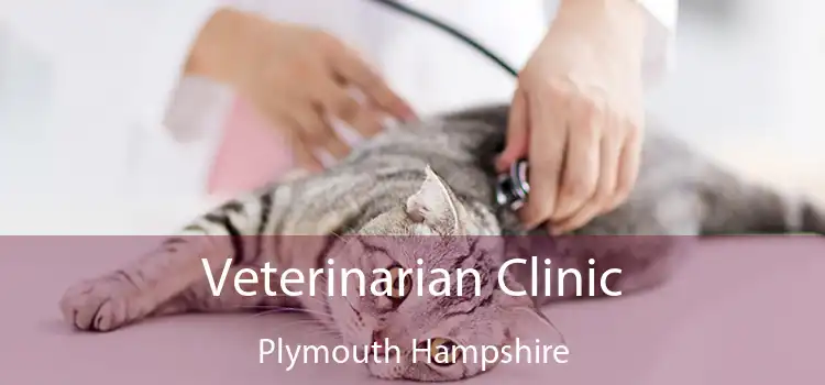 Veterinarian Clinic Plymouth Hampshire