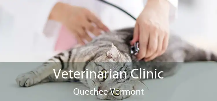 Veterinarian Clinic Quechee Vermont