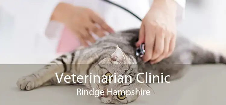 Veterinarian Clinic Rindge Hampshire