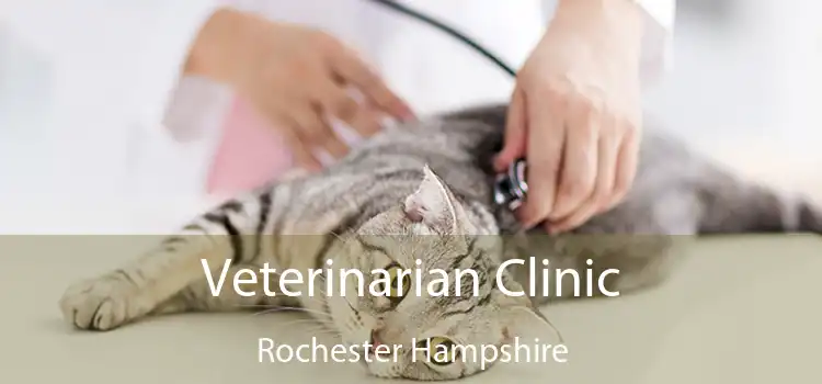 Veterinarian Clinic Rochester Hampshire