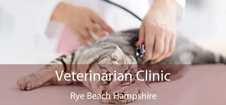 Veterinarian Clinic Rye Beach Hampshire