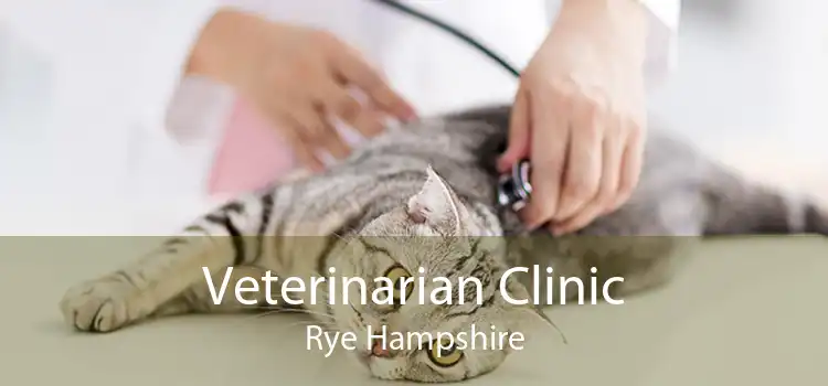Veterinarian Clinic Rye Hampshire