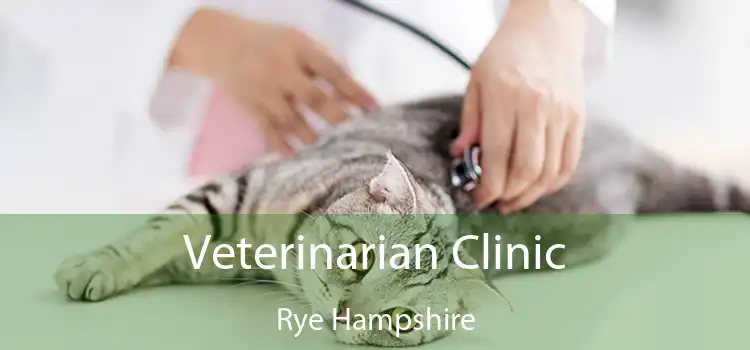 Veterinarian Clinic Rye Hampshire