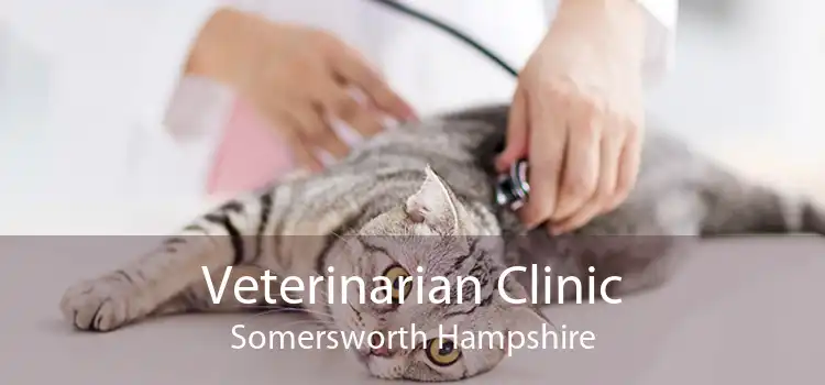 Veterinarian Clinic Somersworth Hampshire