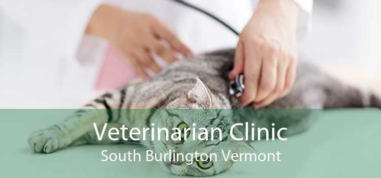 Veterinarian Clinic South Burlington Vermont